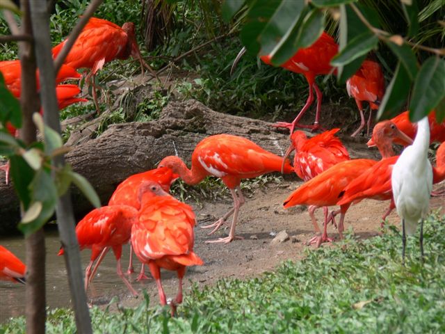 in photo: Lençois Maranhenses  desert in Brazil