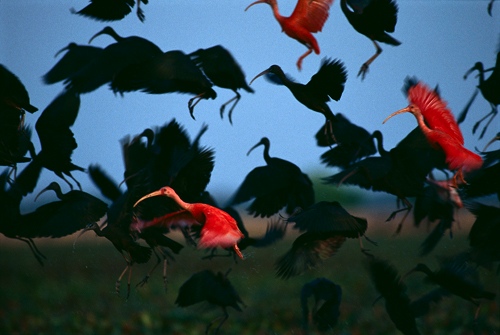 In the photo: Orinoco River Delta, Venezuela