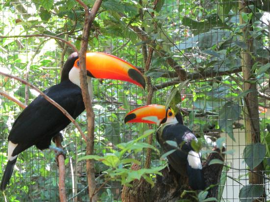 in photo: Bird park in Iguasu, Brazil 