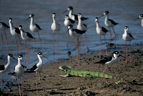 In the photo: Orinoco River Delta, Venezuela