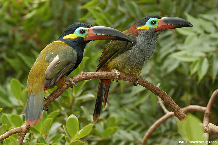 In the photo: ecotourism in Guyana