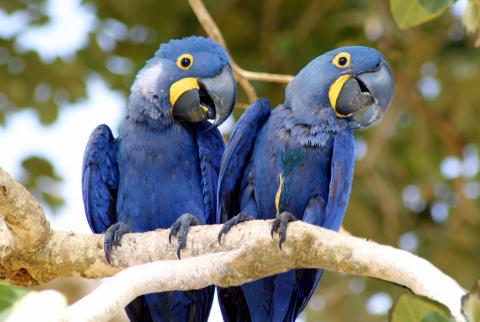 in photo: The Pantanal National park in Brazil 