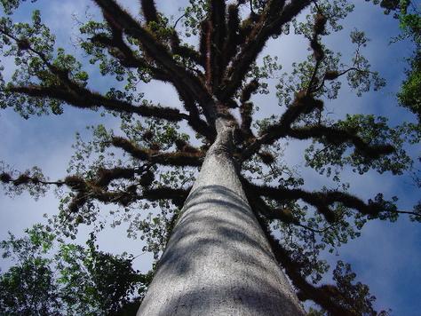 in the photo: Tikal and Flores in Guatemala