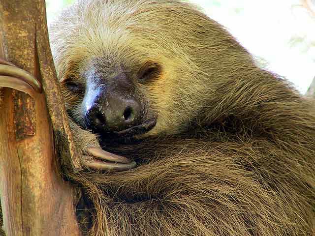 In the photo: a sloth at the Panama Zoo