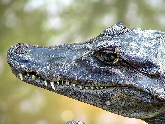 In the photo: El Nispero Zoo in Panama