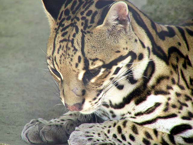 In the photo: El Nispero Zoo in Panama