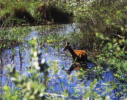 in photo: The Pantanal National park in Brazil 