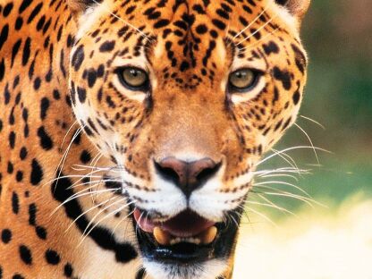 in photo: The Pantanal National park in Brazil 