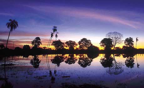 in photo: The Pantanal National park in Brazil 