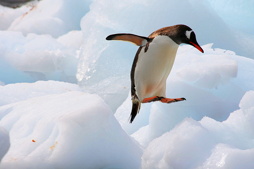 In the photo: pеnguines  in Antarctica