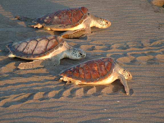 In the photo: Tortoises  in Tortuguero  National Park in Costa Rica