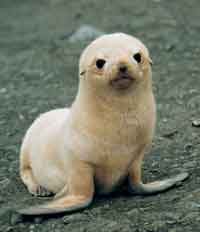 in the photo: a sea seal in Chile