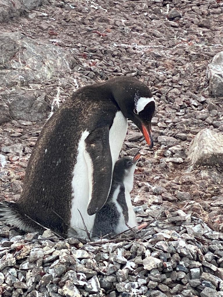 Day 8: Scenes of South Shetland -3