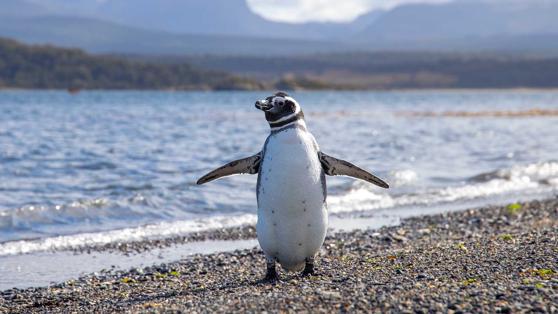 Martillo Island penguins Ushuaia