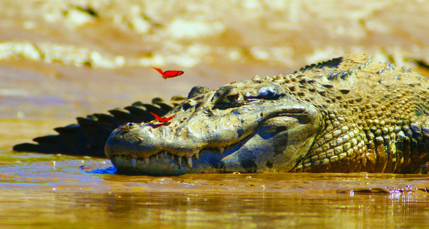 Caimans on the Amazon River in Brazil, wildlife watching and jungle boat tour