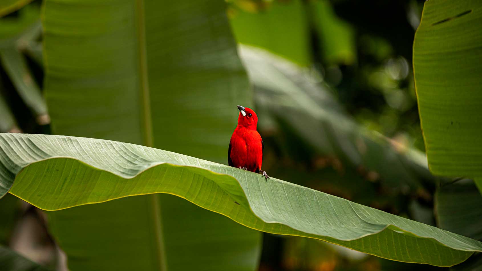 Day 10: Amazon – Novo Airão, Meeting of Waters & Pink Dolphin Swimming -12