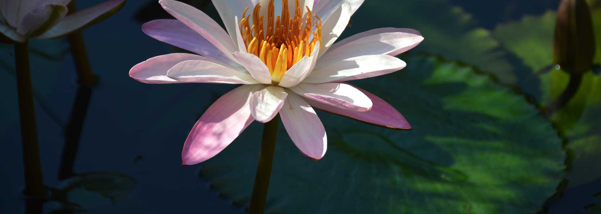Victoria amazonica flowering water lily on the Amazon River in Brazil, tropics