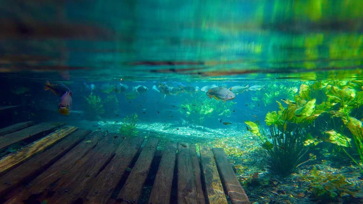 Snorkeling Rio Sucuri, Bonito Brazil