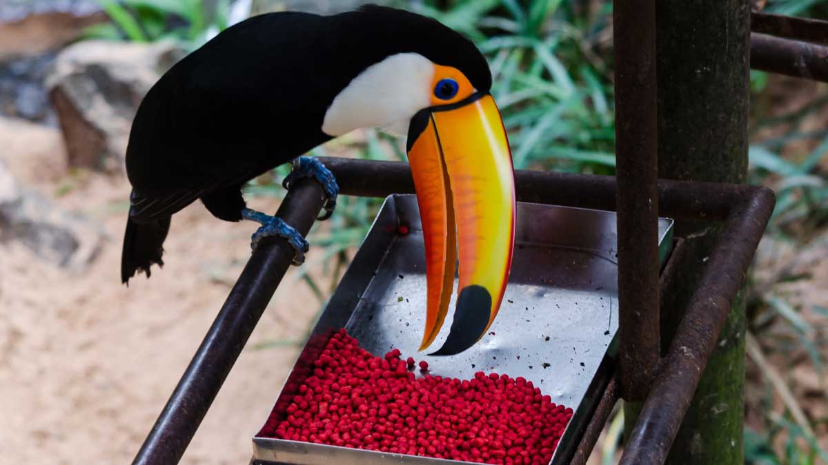 Toucan at Iguazu Falls Bird Park, Brazil, tropical birdwatching