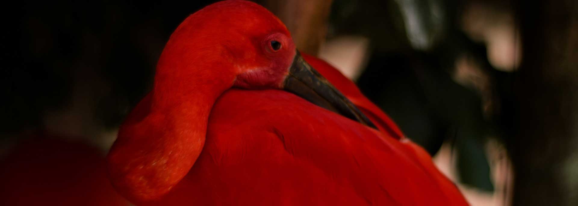 At Iguazu Bird Park – colorful tropical bird in open aviary, Brazil wildlife