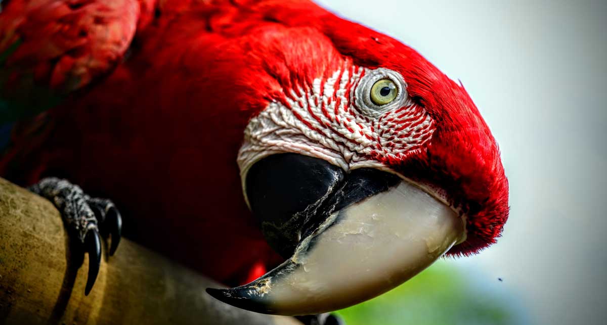 Macaw parrot in Pantanal, Brazil