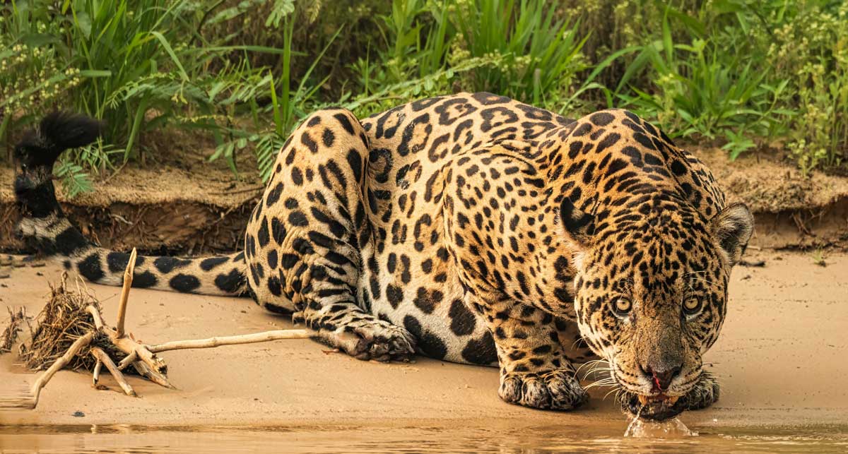 Vip Jaguar safari boat, Pantanal Brazil