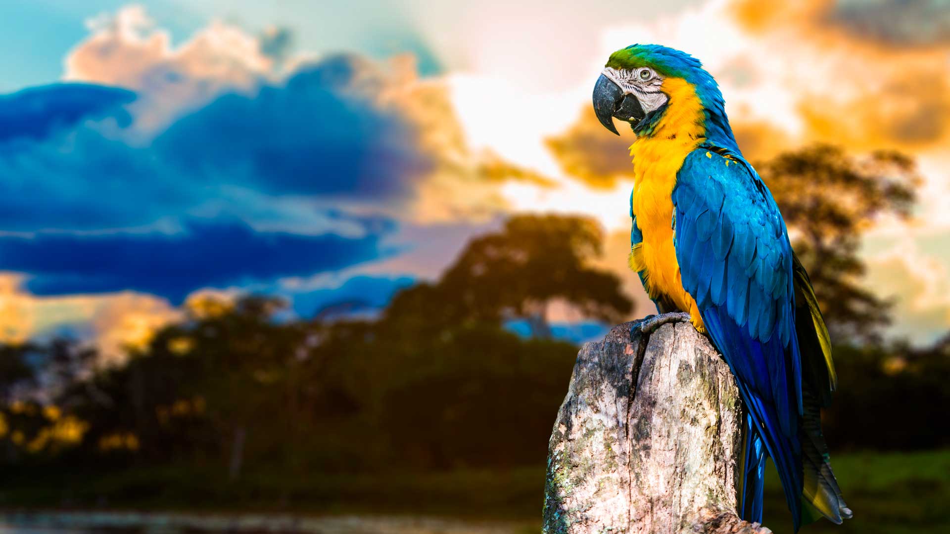 Blue parrot in the Pantanal reserve, Brazil