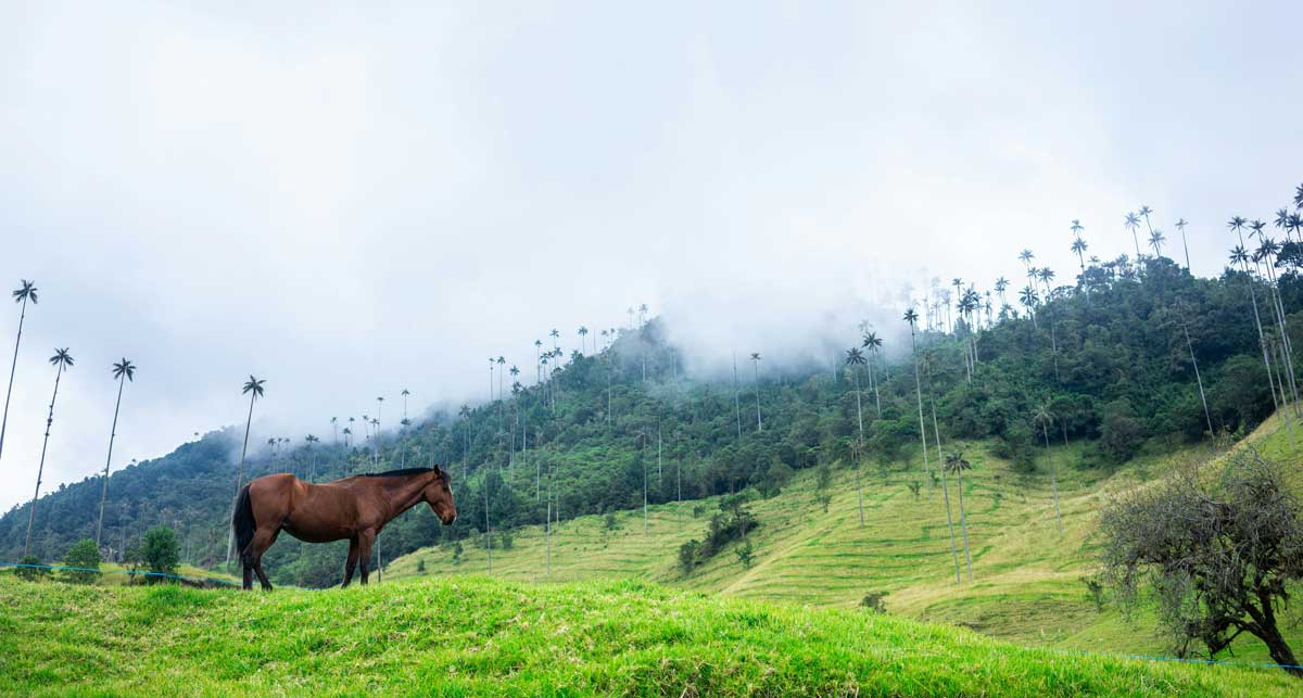 Cocora Valley with tallest wax palms, Colombia