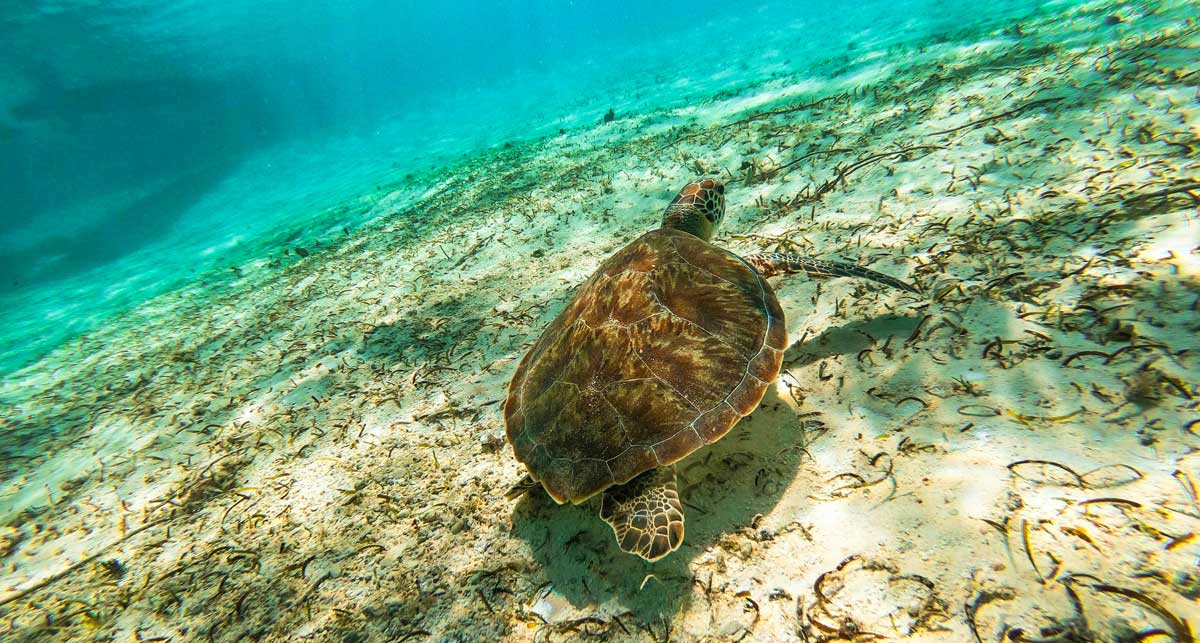 Diving with a sea turtle near San Andres island