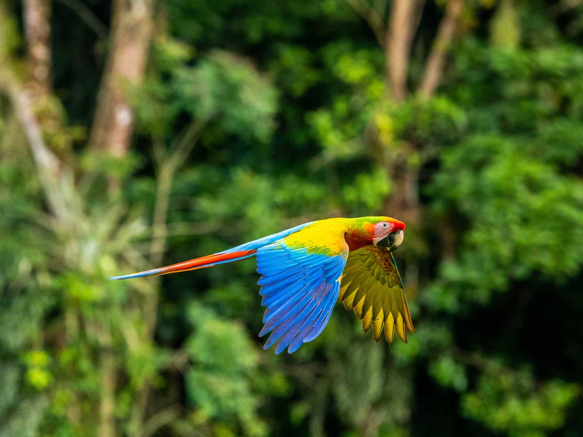 Colorful parrot in Costa Rica jungle