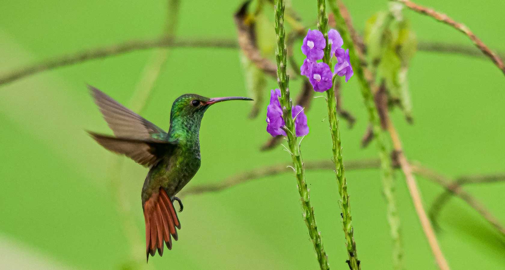 Hummingbird in Costa Rica rainforest