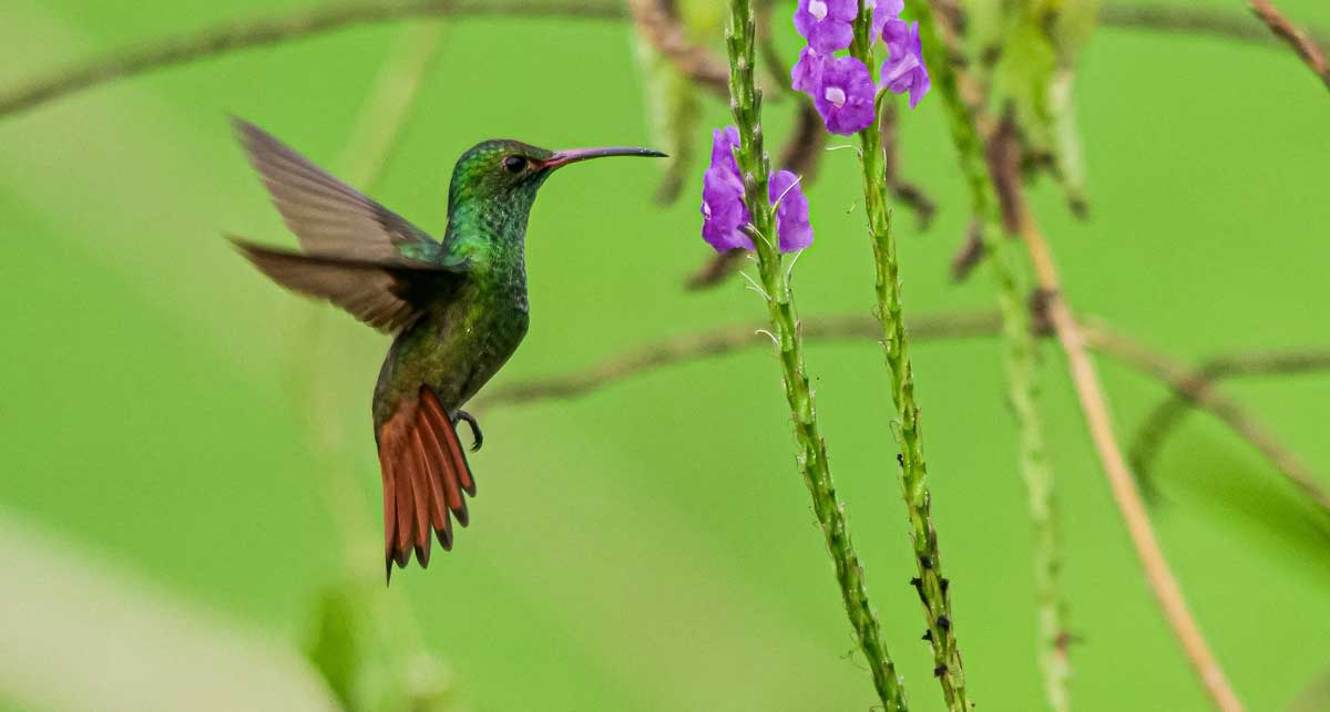 Hummingbird in Costa Rica rainforest