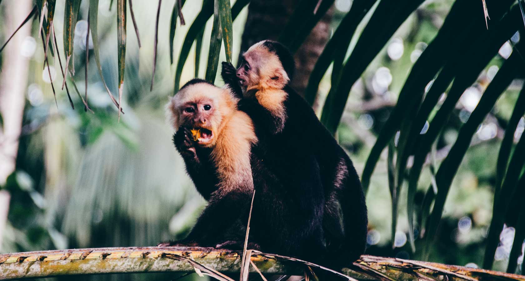 Capuchin monkeys in Costa Rica jungle