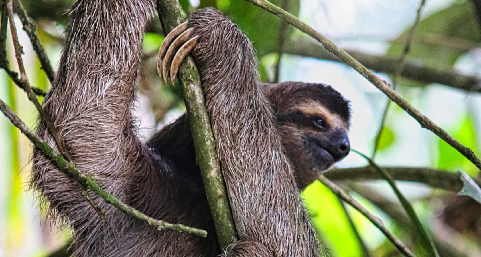 Sloths of Costa Rica – the slowest and cutest residents of the jungle
