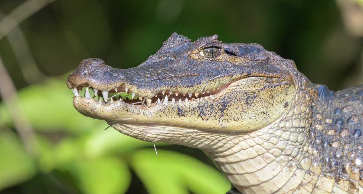 Crocodiles in Tortuguero National Park, Costa Rica