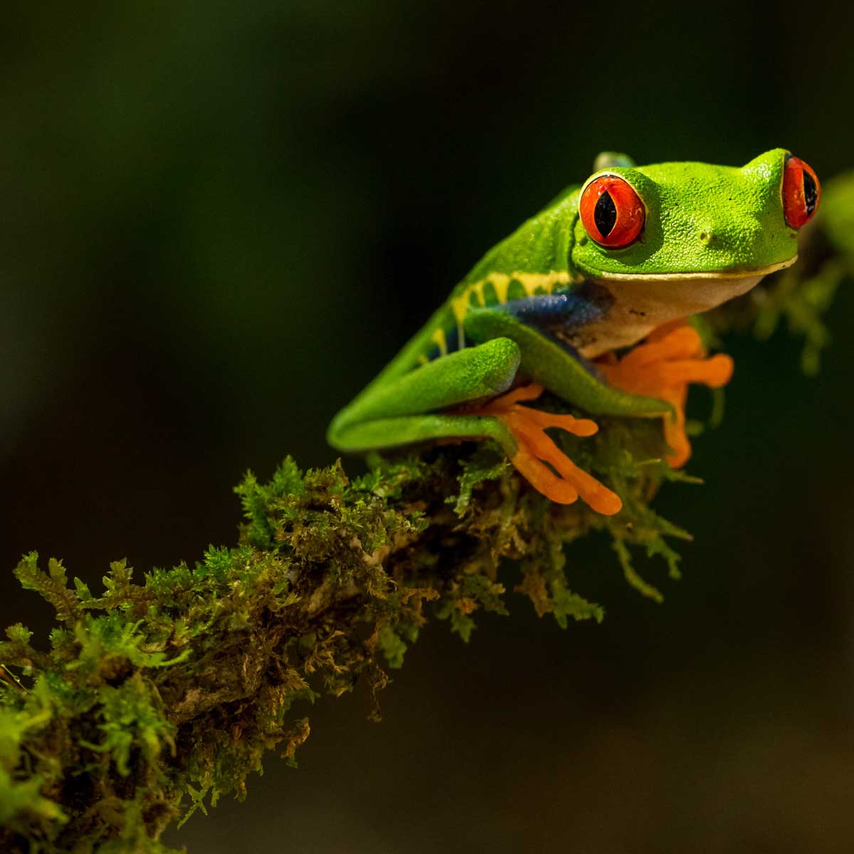 In the photo: a tree frog in the forests of Costa Rica