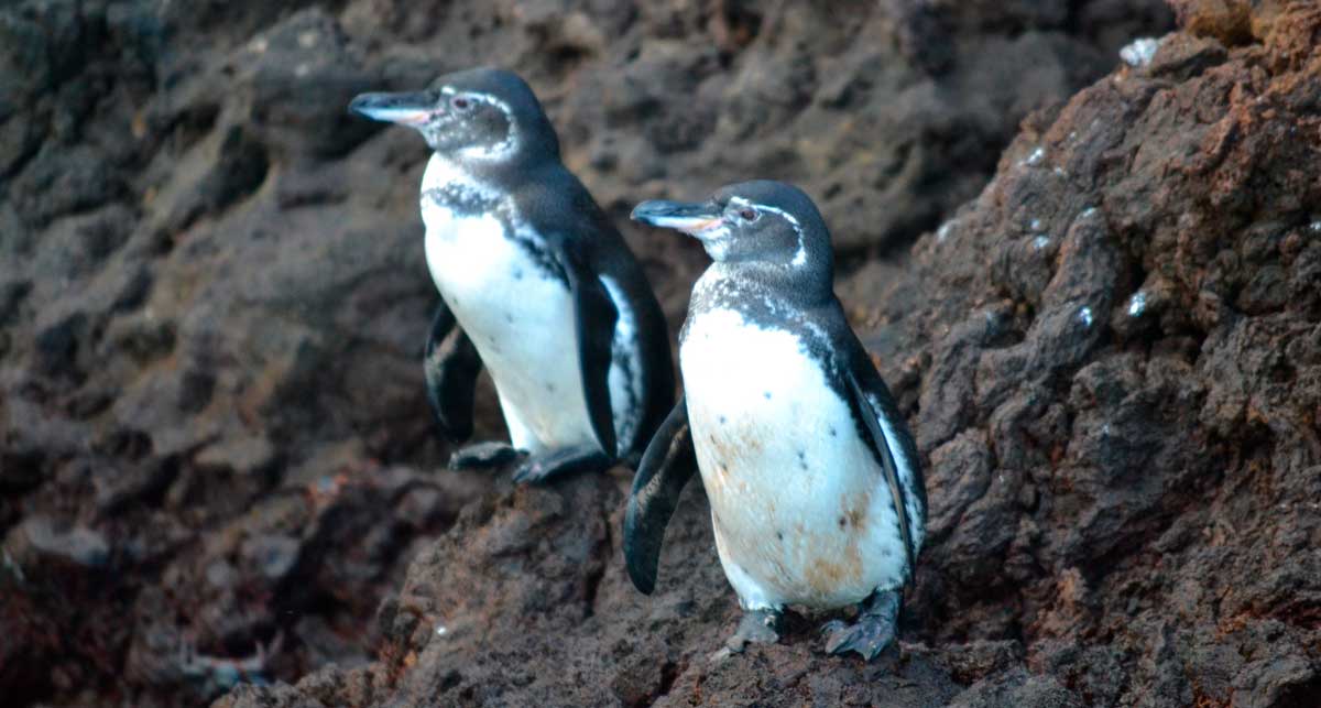 Galapagos penguins on rocks, Ecuador