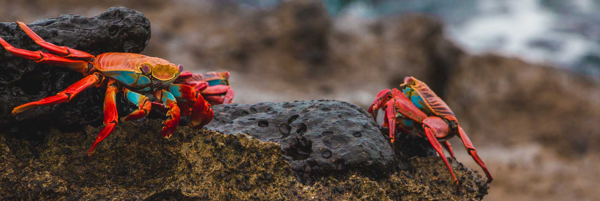 Galapagos Islands