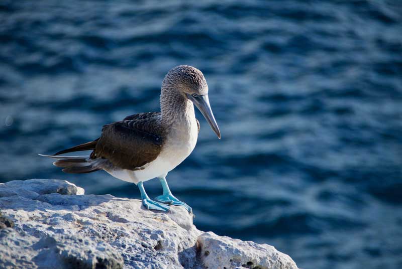 Blue-footed boobies on Galapagos, Ecuador