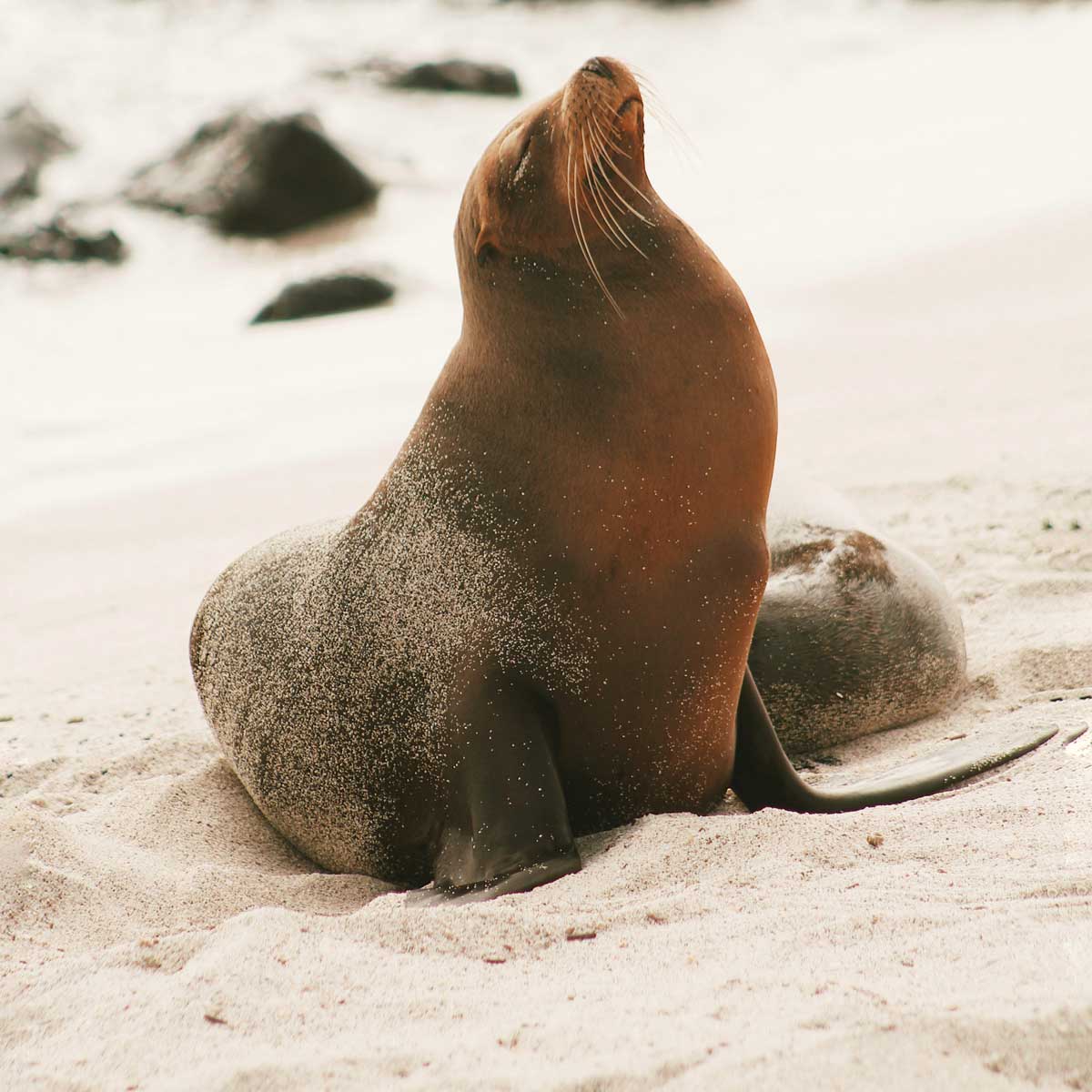 In the photo: a seal on the Galapagos Islands