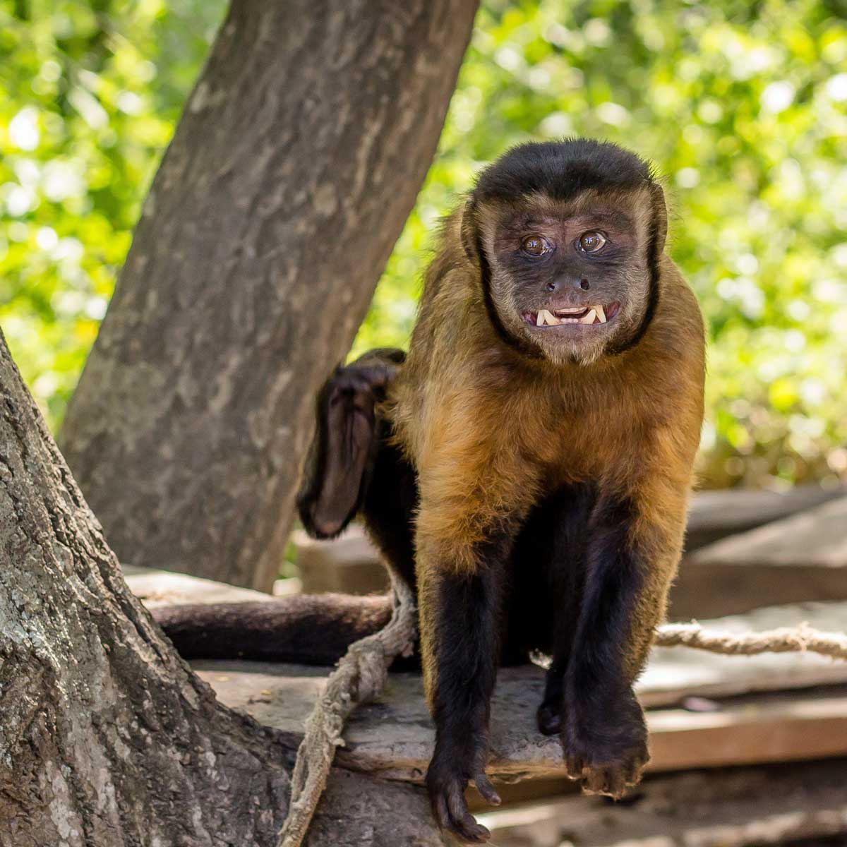 In the photo: monkeys and Amazon rain forests in Guyana