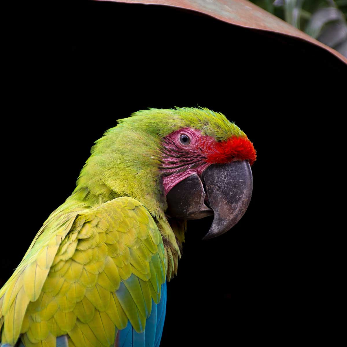 In the photo: parrots in Nicaragua