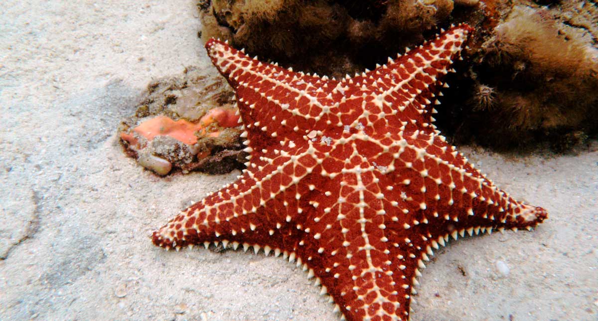 Starfish in Caribbean water, Panama - marine life
