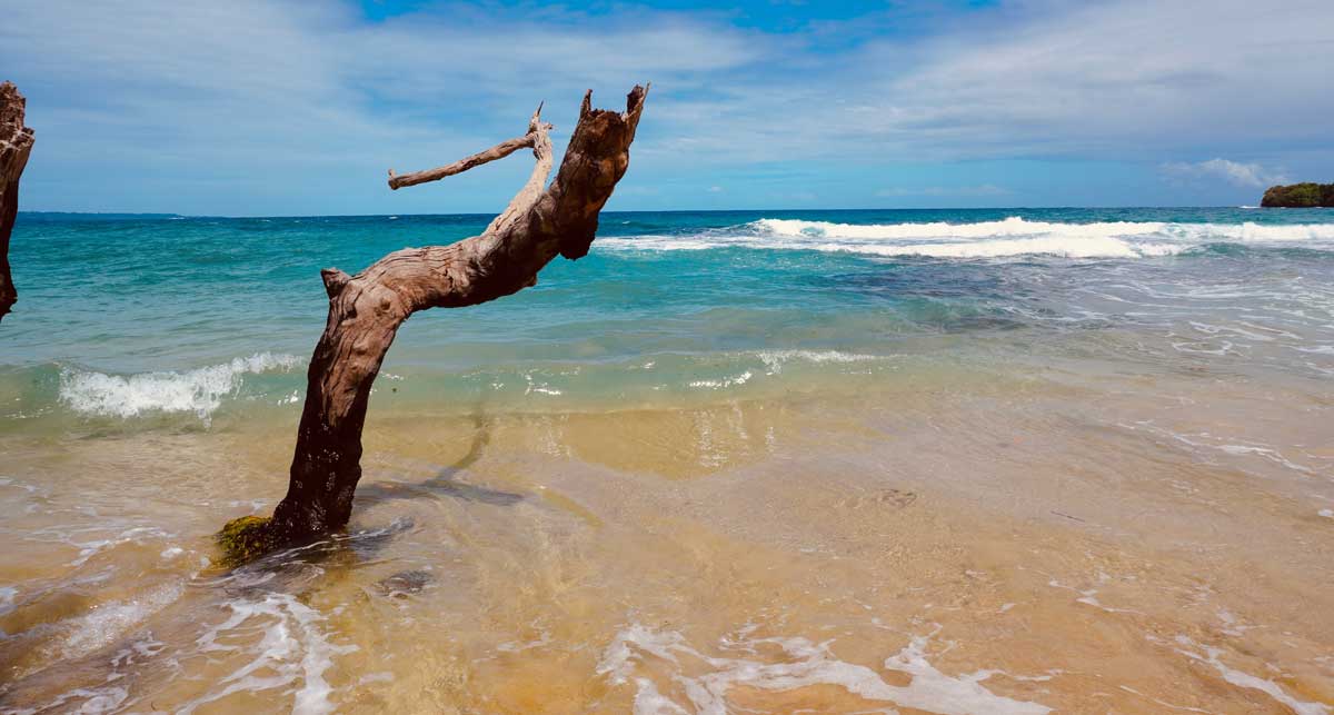 Lonely tree on Panama beach - tropical idyll