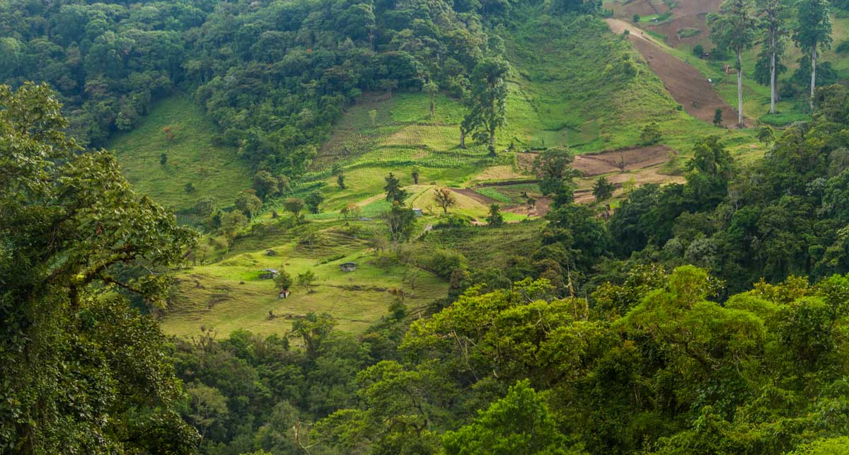 Baru volcano, Panama - coffee terraces on slope