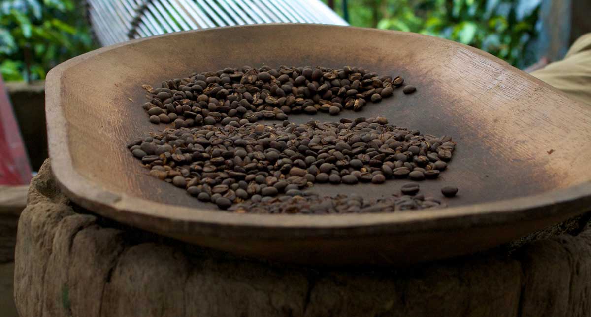 Coffee on plantation, Boquete, Panama - picking coffee beans