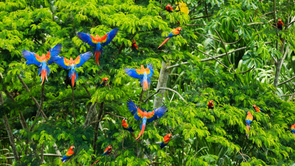 Colorful macaw parrots in the Amazon jungle, Peru