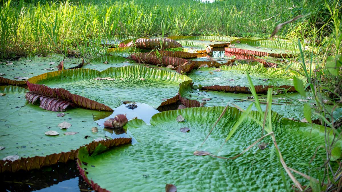 Pristine Amazon jungle in the Peruvian selva