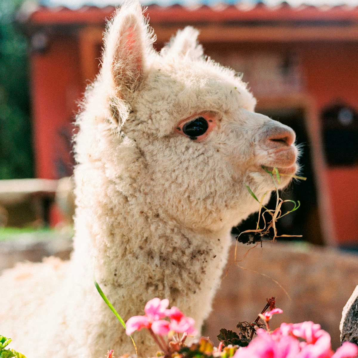 Alpaca at Belmond Machu Picchu hotel, Peru
