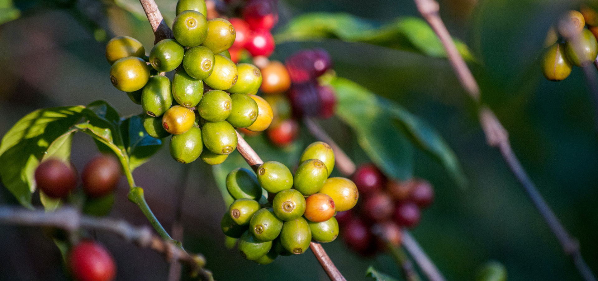 In the photo: Brazilian coffee regions